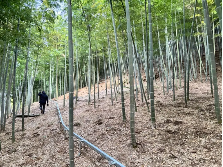 白たけのこ、ゲットだぜ！