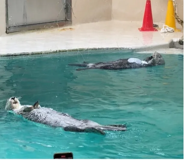 夏休みを取って、カワウソとラッコ、そして人生一のフレンチ